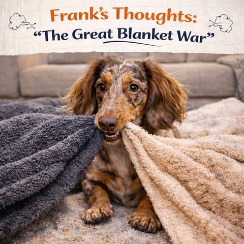 Dachshund Diaries – Entry #2  Frank’s Thoughts: “The Great Blanket War”