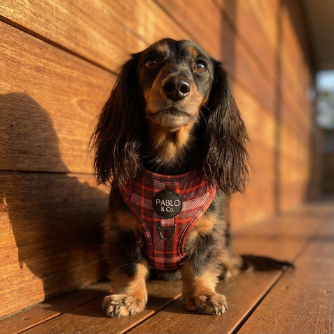 Camilla: Adjustable Harness