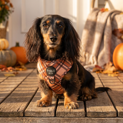 Kensington: Adjustable Harness