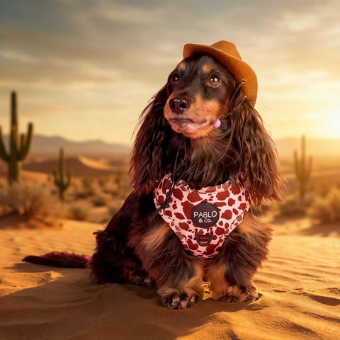 Rodeo: Adjustable Harness