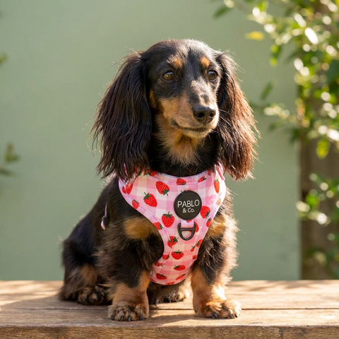 Strawberry Fields: Adjustable Harness