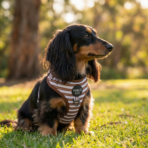 Sunday Stripes: Adjustable Harness