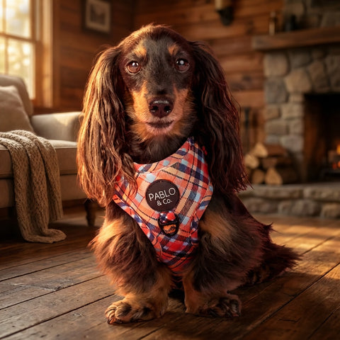 Tartan: Adjustable Harness